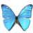 Morpho Adonis Huallega Top Icon